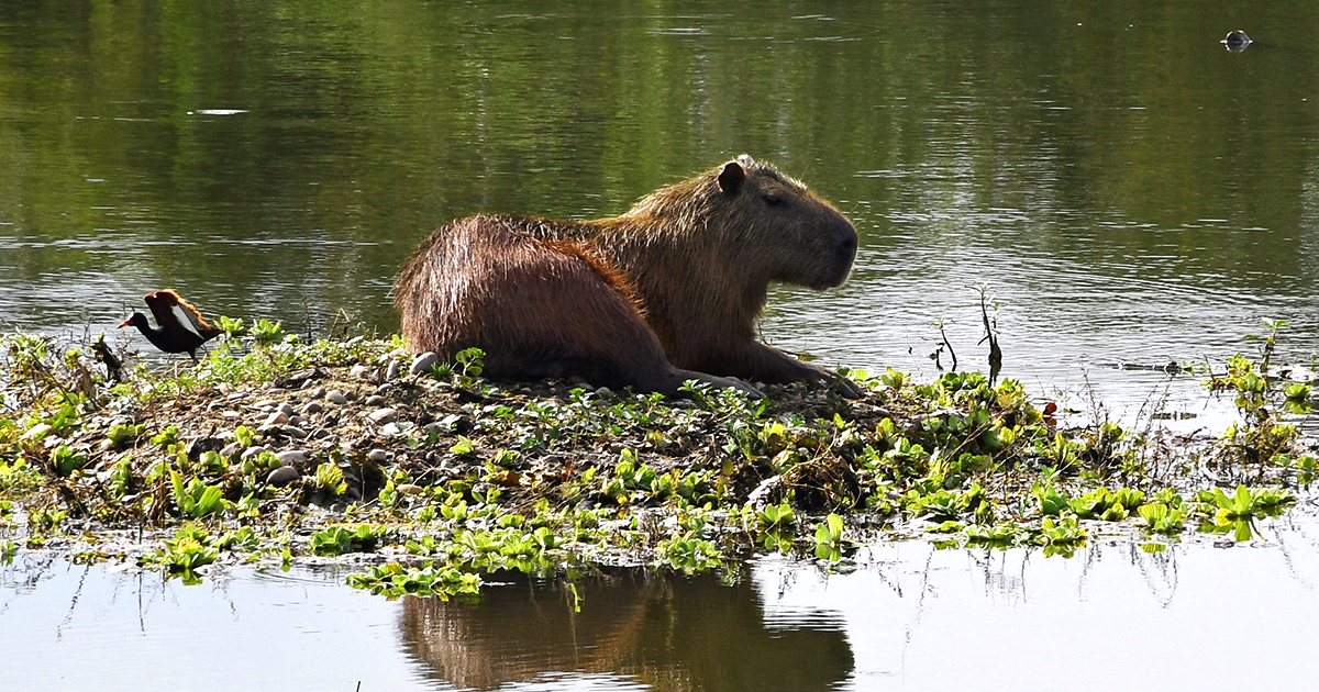 Diversidad de la fauna en la Amazonia (Foto: GAMR)